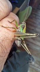 Alfredectes semiaeneus
