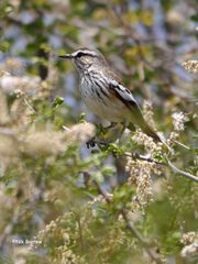 Cercotrichas leucophrys brunneiceps