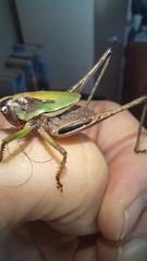 Alfredectes semiaeneus