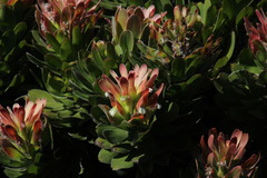 Mimetes fimbriifolius