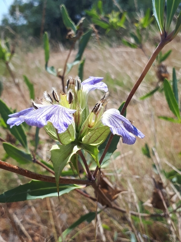 Image of Blepharis breijeri by (c) Manuel R Popp, some rights reserved (CC BY)