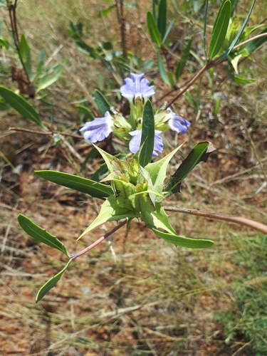 Image of Blepharis breijeri by (c) Manuel R Popp, some rights reserved (CC BY)