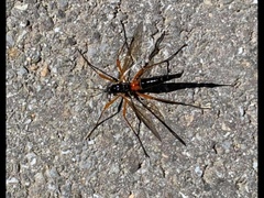 Tanyptera