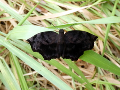 Achlyodes busirus