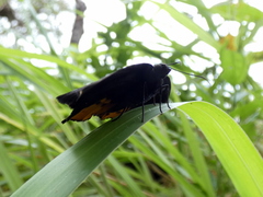 Achlyodes busirus
