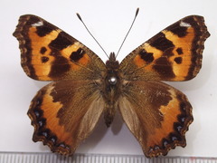 Aglais urticae connexa
