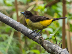 Flame-Rumped Tanager photo 5