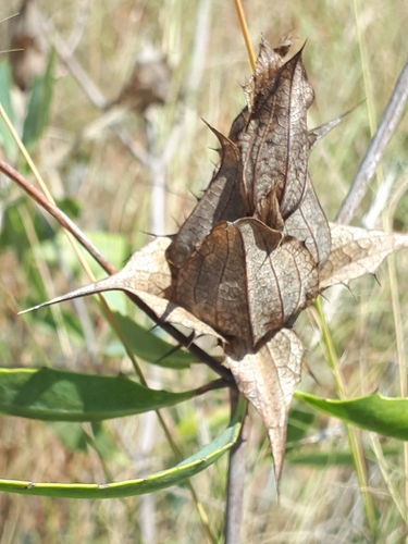 Image of Blepharis breijeri by (c) Manuel R Popp, some rights reserved (CC BY)
