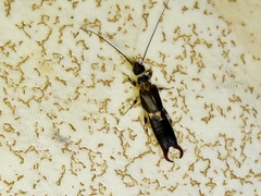 Pygidicranidae