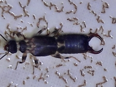 Pygidicranidae