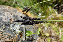 Carex eleusinoides