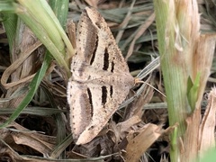 Chiasmia subcurvaria