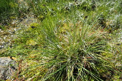 Carex eleusinoides