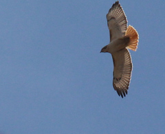 Buteo jamaicensis