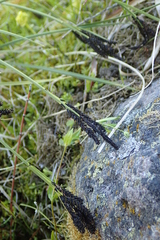 Carex eleusinoides