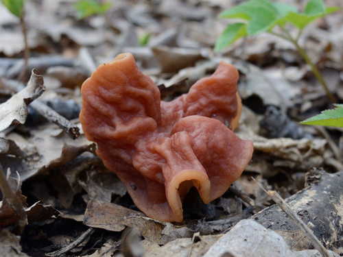 Neogyromitra grandis