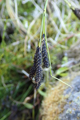 Carex eleusinoides