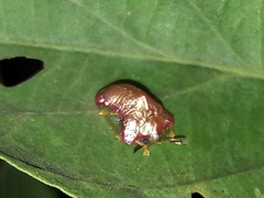 Charidotella rubicunda