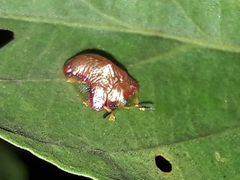 Charidotella rubicunda