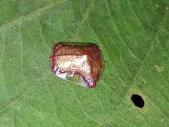 Charidotella rubicunda