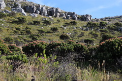 Mimetes fimbriifolius