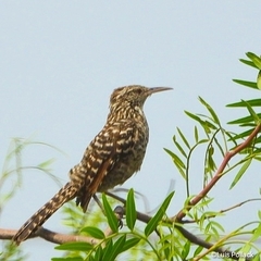 Campylorhynchus fasciatus