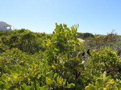 Maytenus phyllanthoides