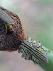 Aetalion reticulatum