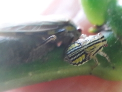 Aetalion reticulatum