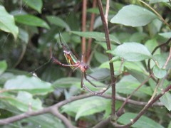 Leucauge wulingensis