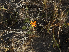 Adenophyllum speciosum