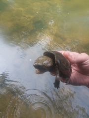 Sternotherus peltifer