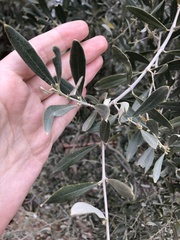 Olea europaea