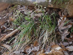 Poa autumnalis