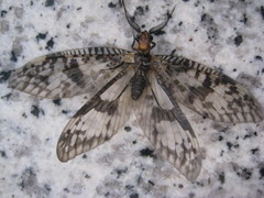 Neochauliodes