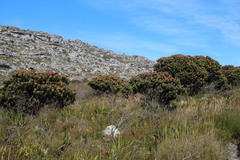 Mimetes fimbriifolius