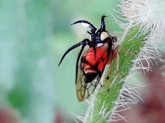 Cyphonia trifida