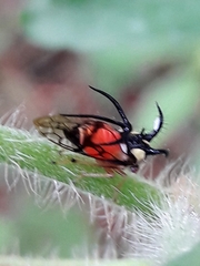 Cyphonia trifida