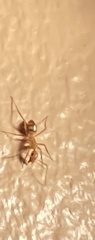 Camponotus zonatus