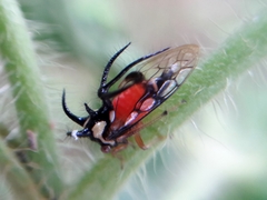 Cyphonia trifida