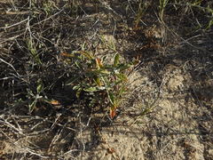 Froelichia xantusii