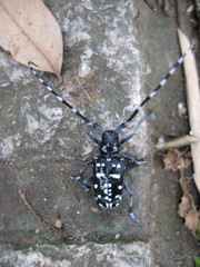 Anoplophora macularia