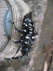 Anoplophora macularia