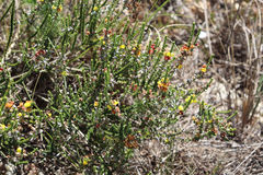 Aspalathus intermedia