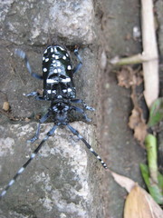 Anoplophora macularia