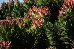 Mimetes fimbriifolius