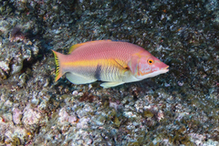 Bodianus scrofa