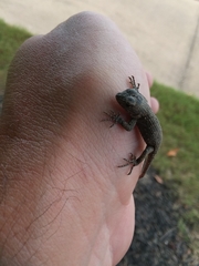 Sceloporus undulatus