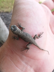 Sceloporus undulatus