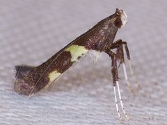 Caloptilia umbratella